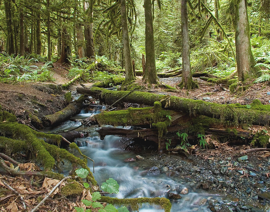 Tree Photograph - Rainforest at Bridal Veil Falls - British Columbia by Linda McRae