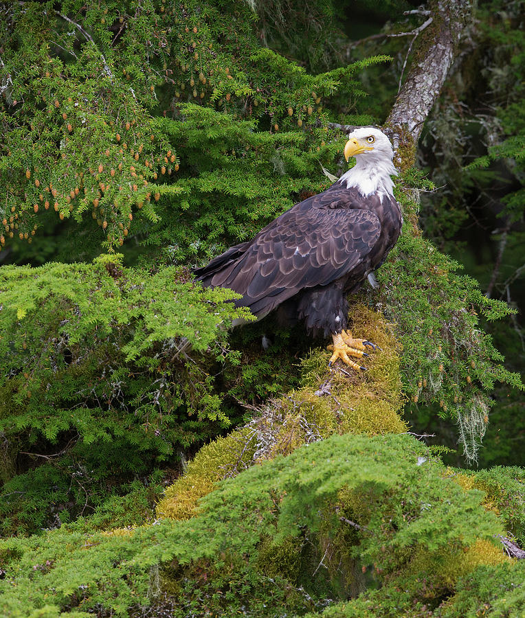 Rainforest Bald Eagle Photograph by Max Waugh