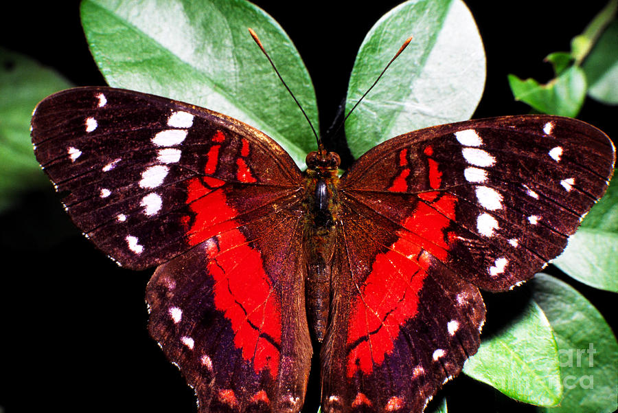 Rainforest Butterfly Ecuador Photograph by Thomas R Fletcher