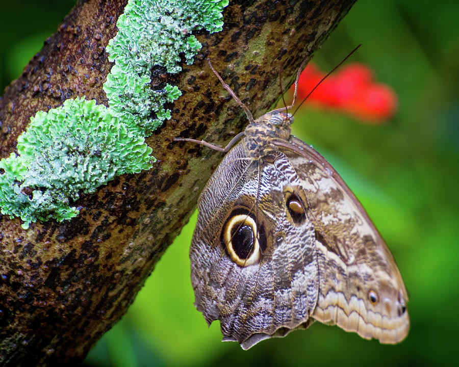 Rainforest Butterfly Photograph by Mark Andrew Thomas