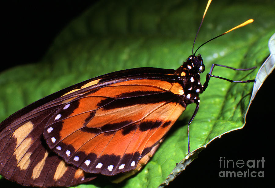 Rainforest Butterfly Photograph by Thomas R Fletcher
