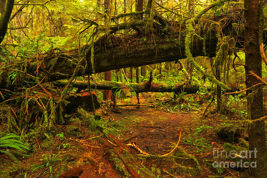 Rainforest Chaos Photograph by Adam Jewell