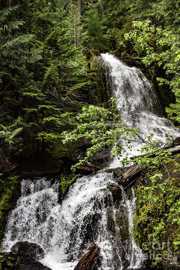 Rainforest Falls Photograph by Adam Morsa