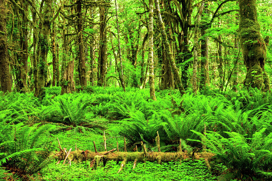 Rainforest Ferns Photograph by Spencer McDonald