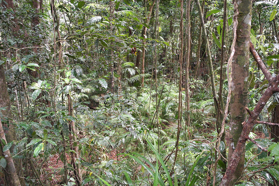 Rainforest Floor Photograph by Carl Rogers | Pixels