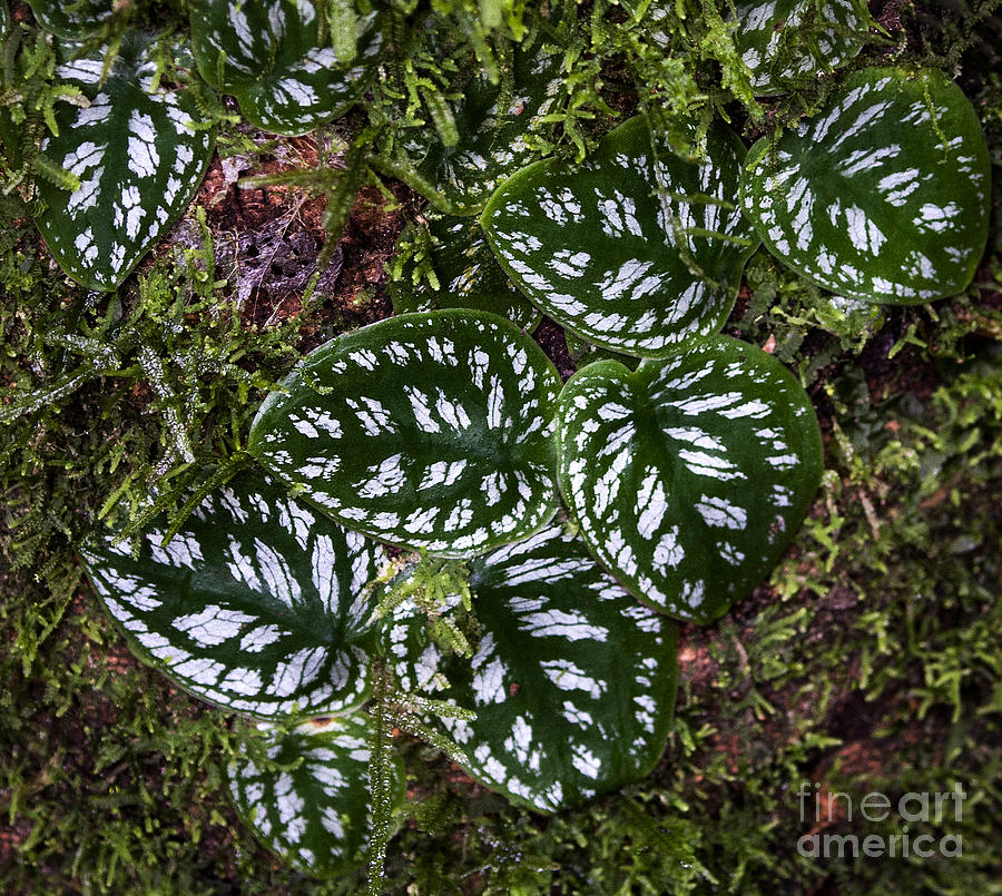 Unduh 430 Koleksi Gambar Flora Kanvas  HD