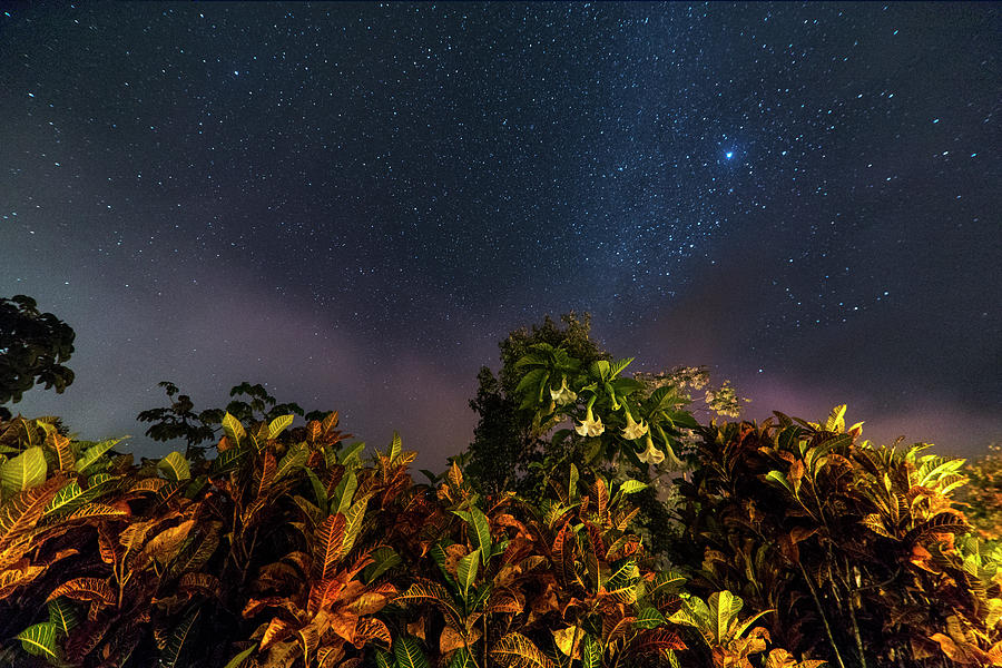 Rainforest Flowers Belmopan Belize Starry Skies 2 Photograph by Toby McGuire