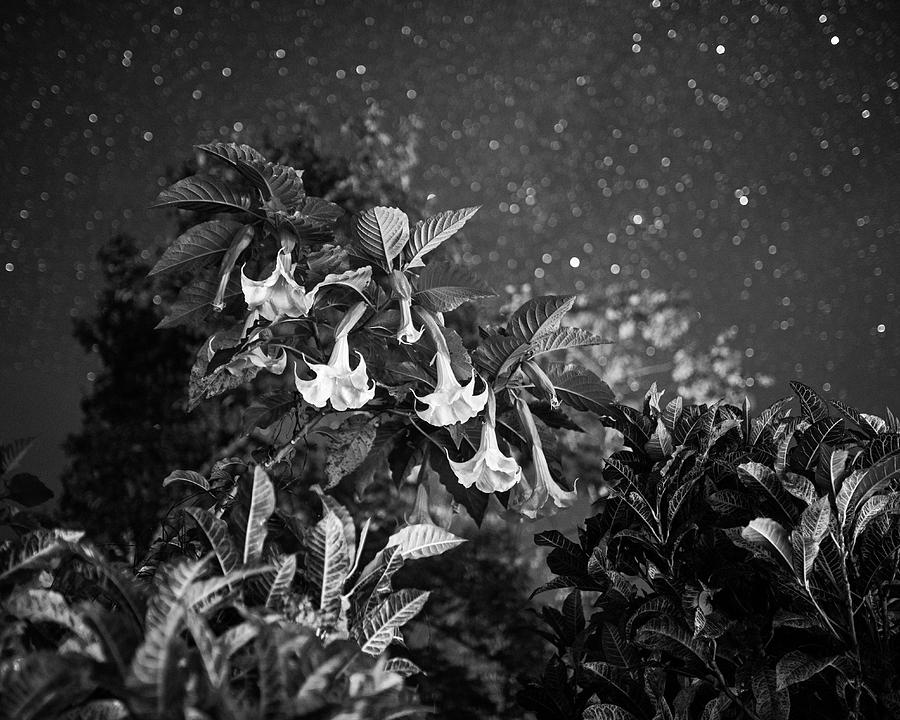 Rainforest Flowers Belmopan Belize Starry Skies Black and White Photograph by Toby McGuire