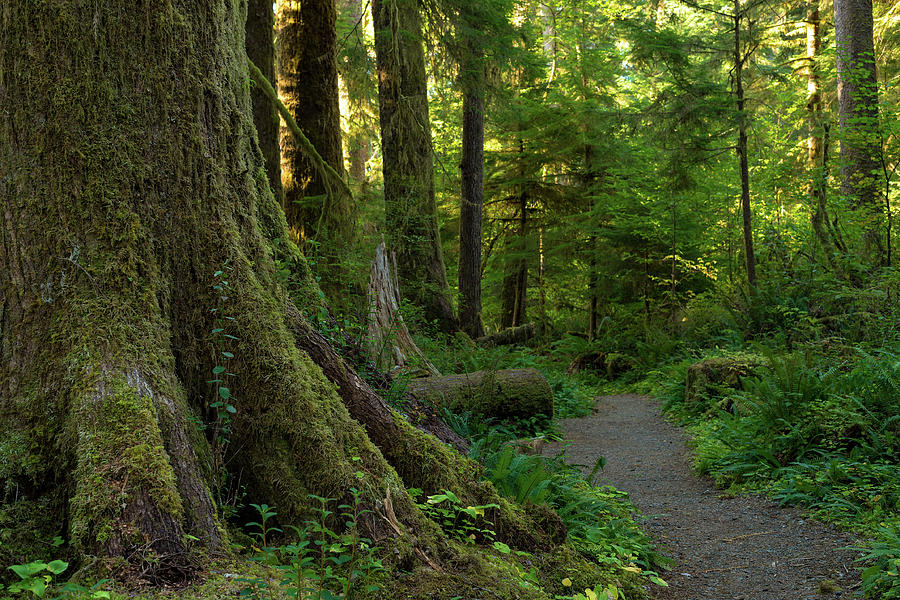 Rainforest giant Photograph by Kenneth Sponsler - Fine Art America