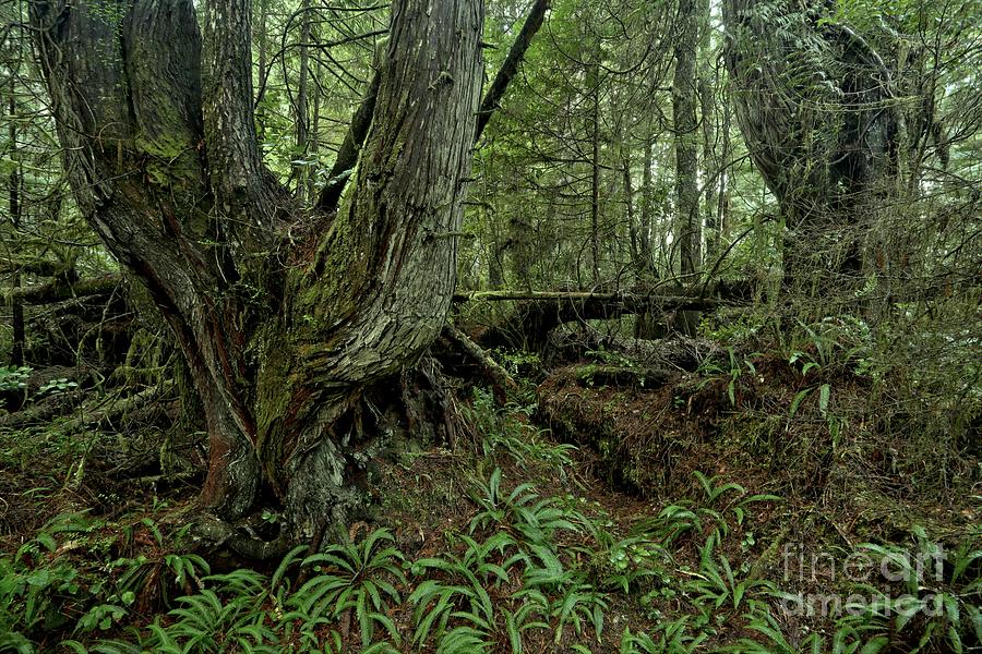Rainforest Giants Photograph by Adam Jewell