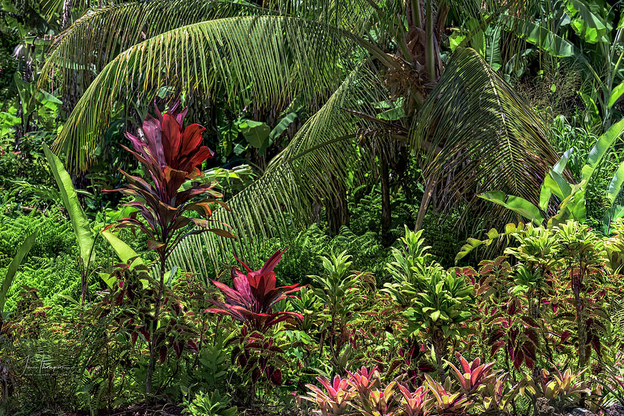Rainforest Photograph by Jim Thompson