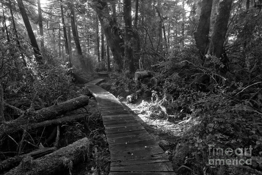 Rainforest LIght Beam Black And White Photograph by Adam Jewell