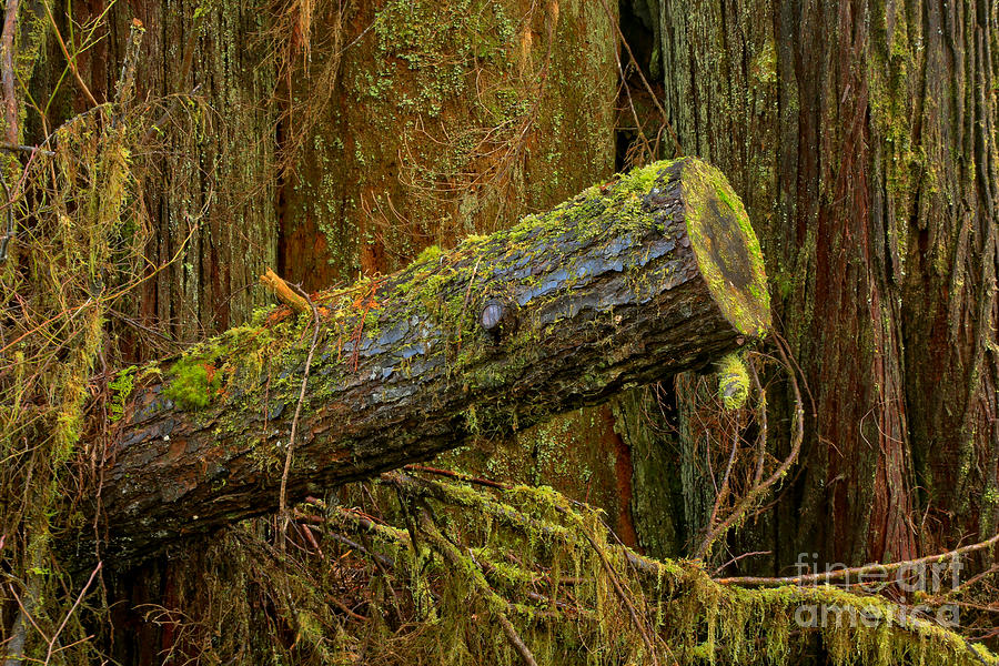 Rainforest Log Photograph by Adam Jewell