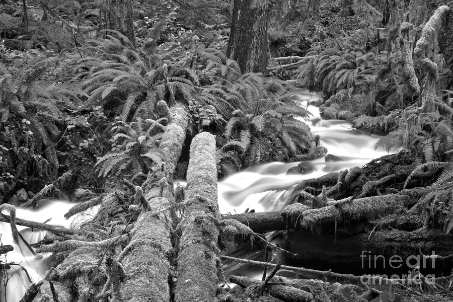 Rainforest Logs - Black And White Photograph by Adam Jewell