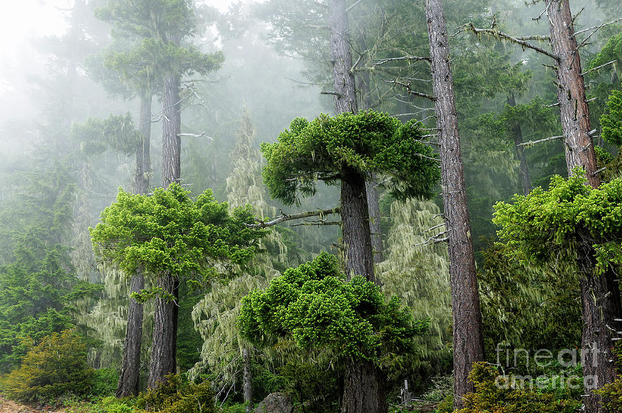 Rainforest Photograph by Michael Wheatley