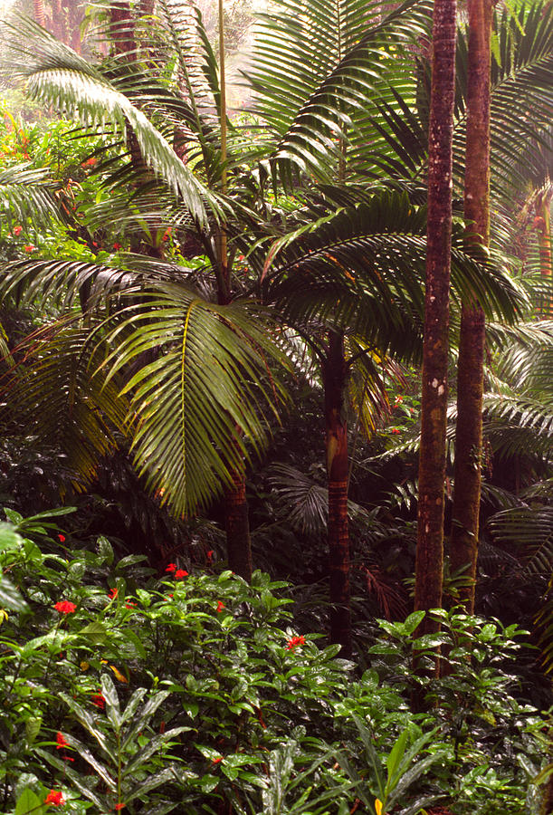 Rainforest Palm Trees  Photograph by Thomas R Fletcher