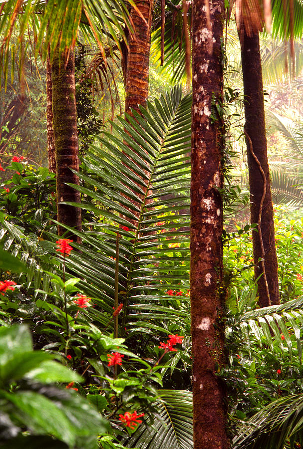 Rainforest Palms and Hibiscus Photograph by Thomas R Fletcher