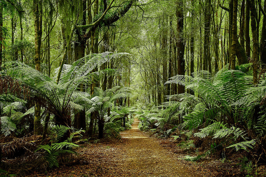 Rainforest Paradise Photograph by Catherine Reading
