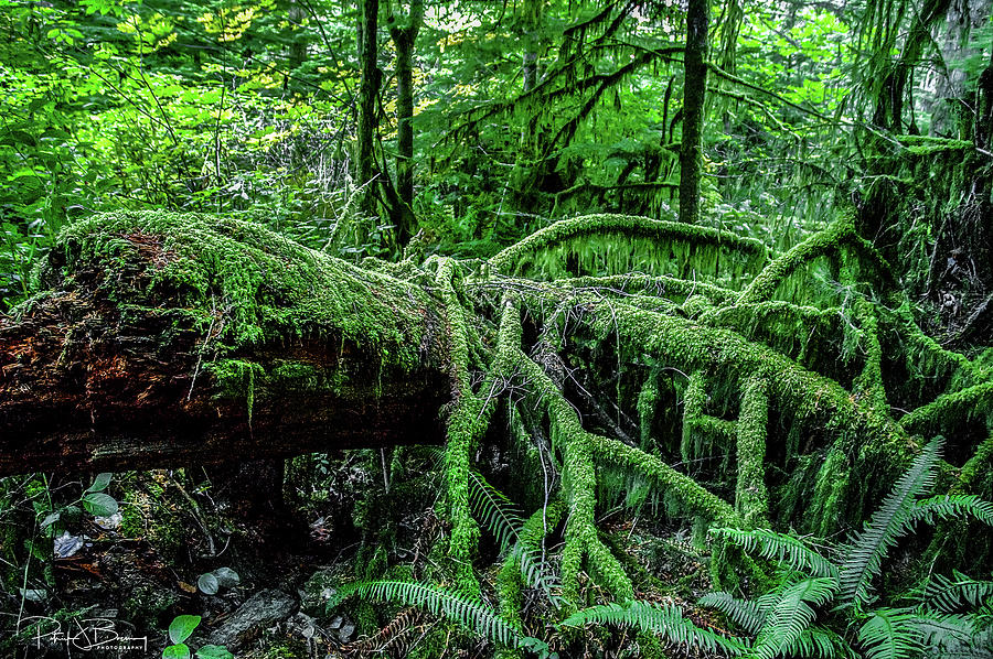 Rainforest Photograph by Patrick Boening