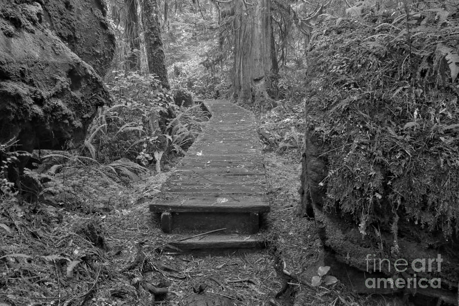 Rainforest Recycling Trail Black And White Photograph by Adam Jewell