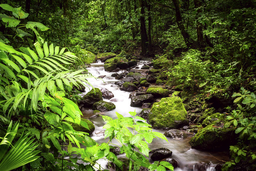 Rainforest River Photograph by David Morefield