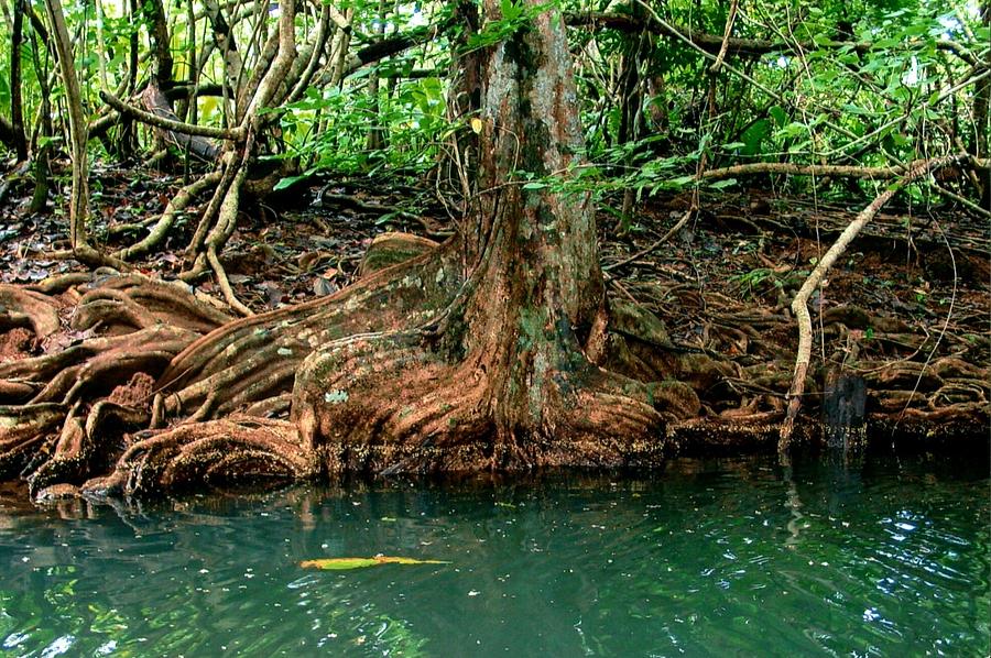 Rainforest Roots Photograph by Robert Nickologianis