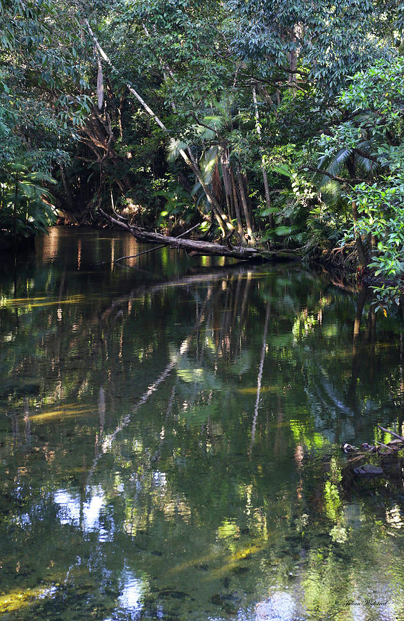 Rainforest stream - Australia Photograph by Julian Wicksteed