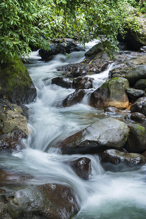 Rainforest Stream Photograph by Oscar Gutierrez