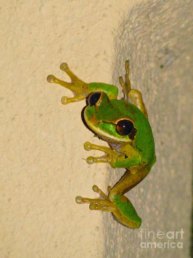 Rainforest Tree Frog Photograph by Alanna DPhoto