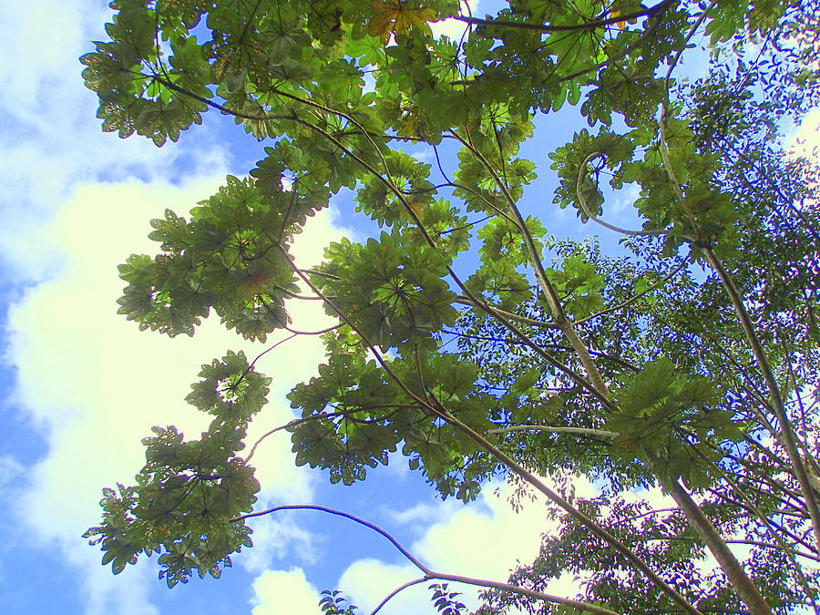 Rainforest Tree Photograph