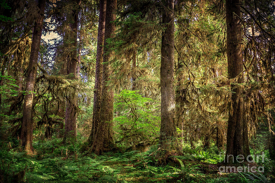 Tree Photograph - Rainforest Trees by Joan McCool
