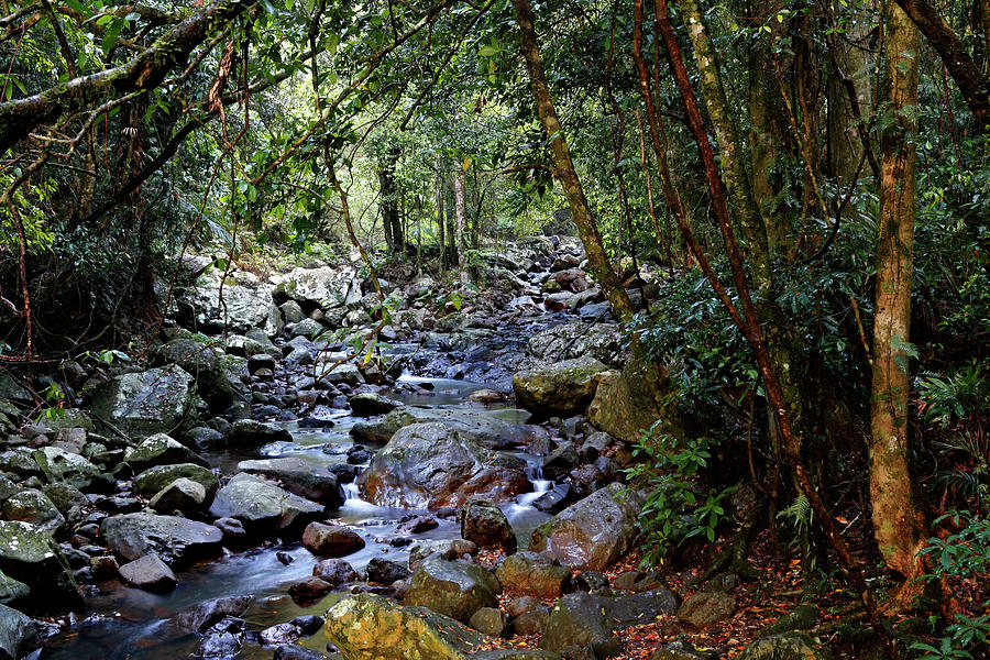Rainforest Trek Photograph by Nicholas Blackwell
