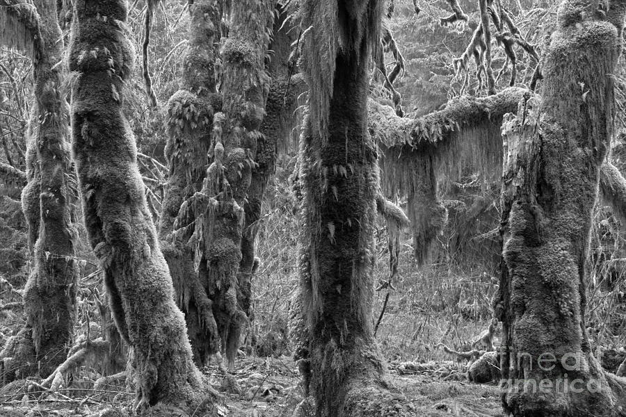 Rainforest Trunks Black And White Photograph by Adam Jewell