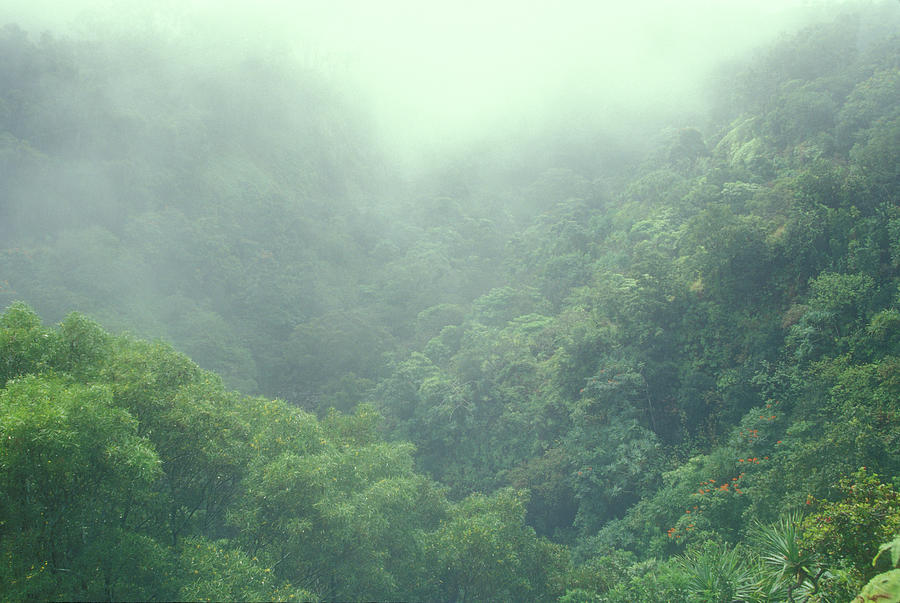 Rainforest Valley near Hana Photograph by John Burk