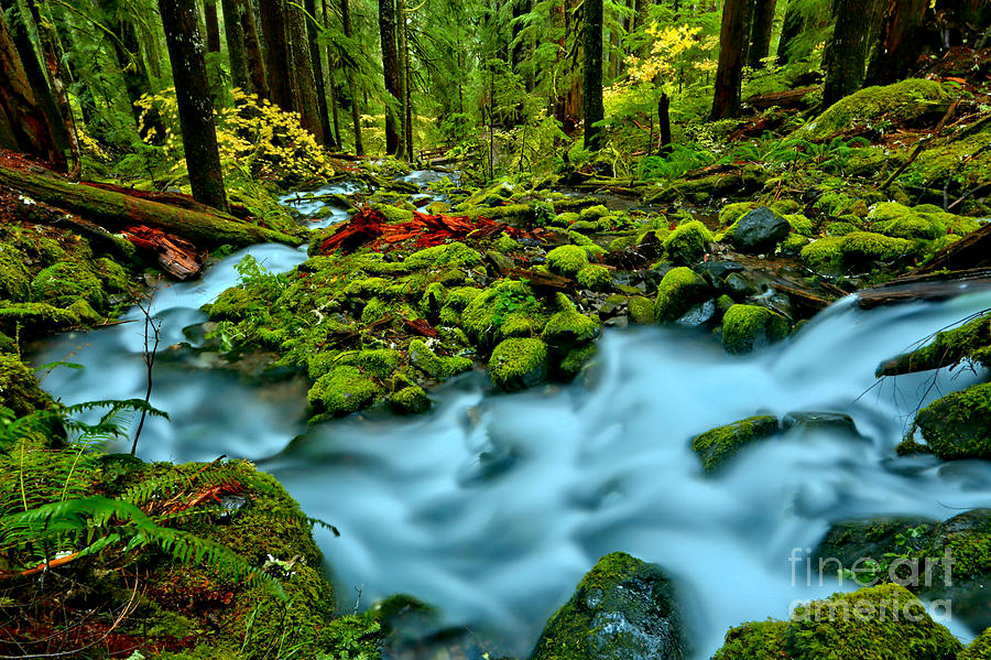 Rainforest Vibrance Photograph by Adam Jewell - Fine Art America