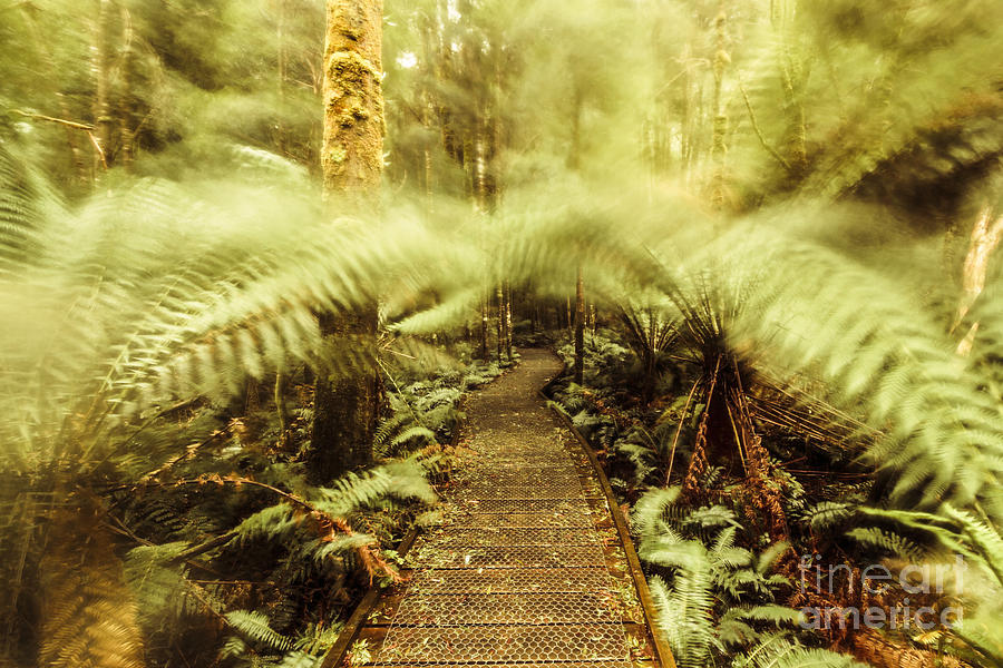 Rainforest walk Photograph by Jorgo Photography