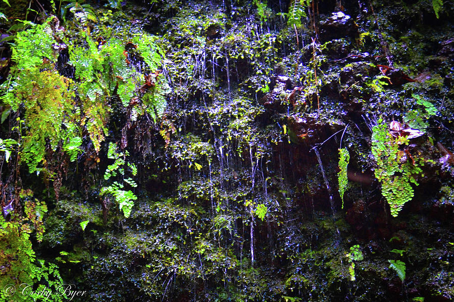 Rainforest Wall Photograph by Corky Byer - Fine Art America