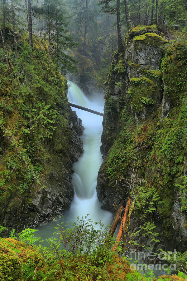 Rainforest Waterfall Photograph by Adam Jewell