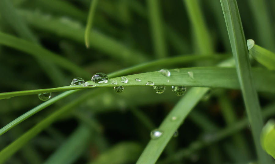 Raindrop Reflections Photograph by Tessa Easley - Fine Art America