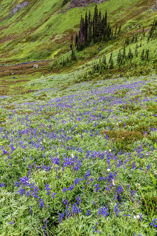 Rainier Alpine Wildflowers Photograph by Pierre Leclerc Photography