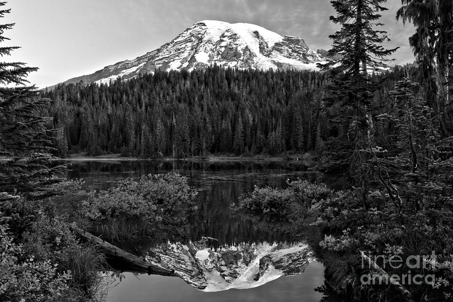Rainier Reflections Through The Trees - Black And White Photograph by Adam Jewell