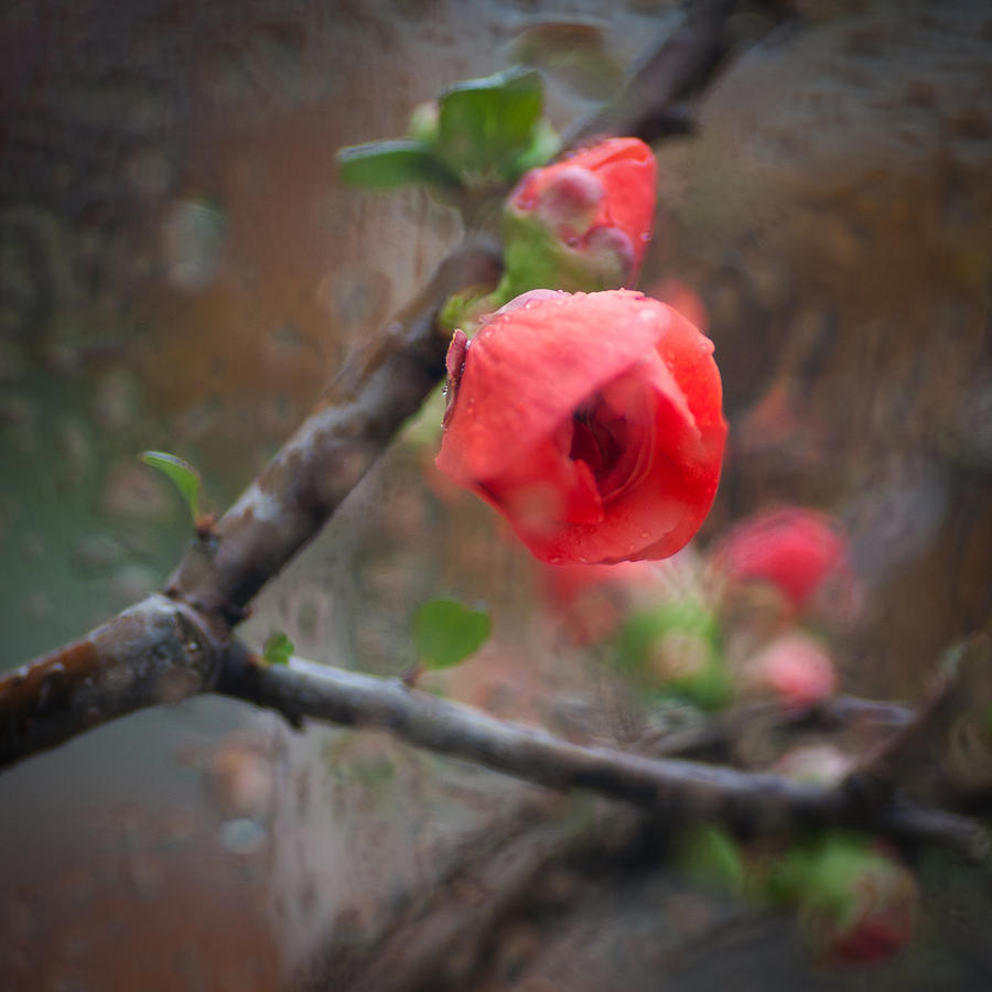 Raining Day Blossom  Photograph by Catherine Lau