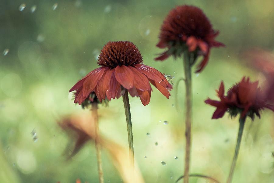 Flower Photograph - Raining flowers by Lisa Arnold