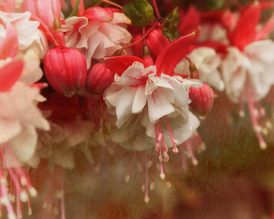 Raining Fuchsia Photograph by Sue Capuano