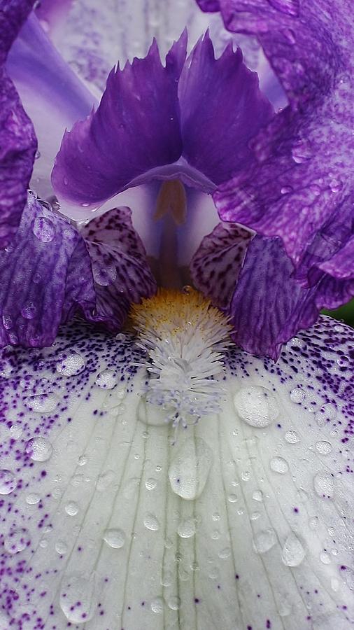 Iris Photograph - Raining Iris by Bruce Bley