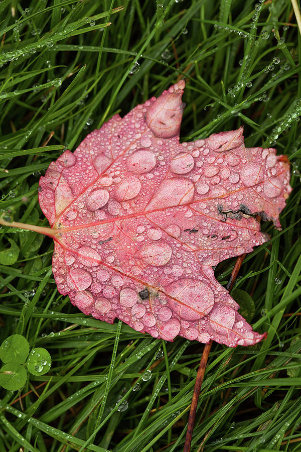 Raining Leaf Photograph by Karol Livote