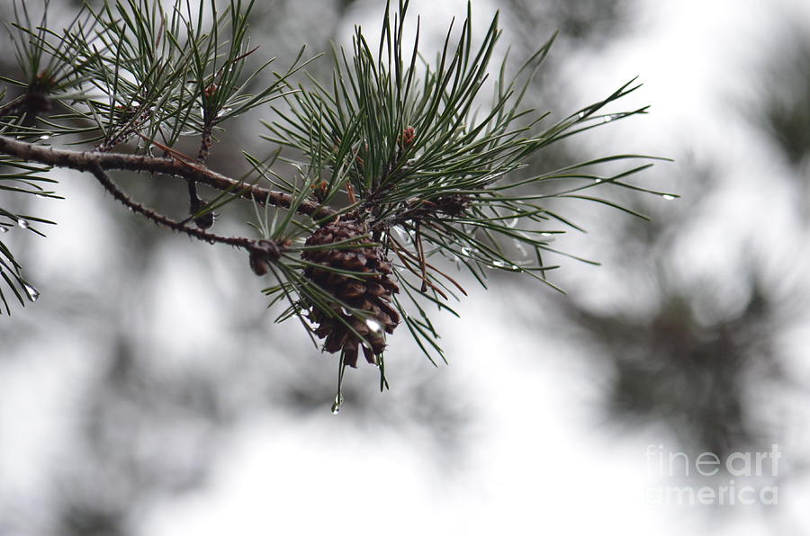 Raining on the Pines Photograph by Maria Urso