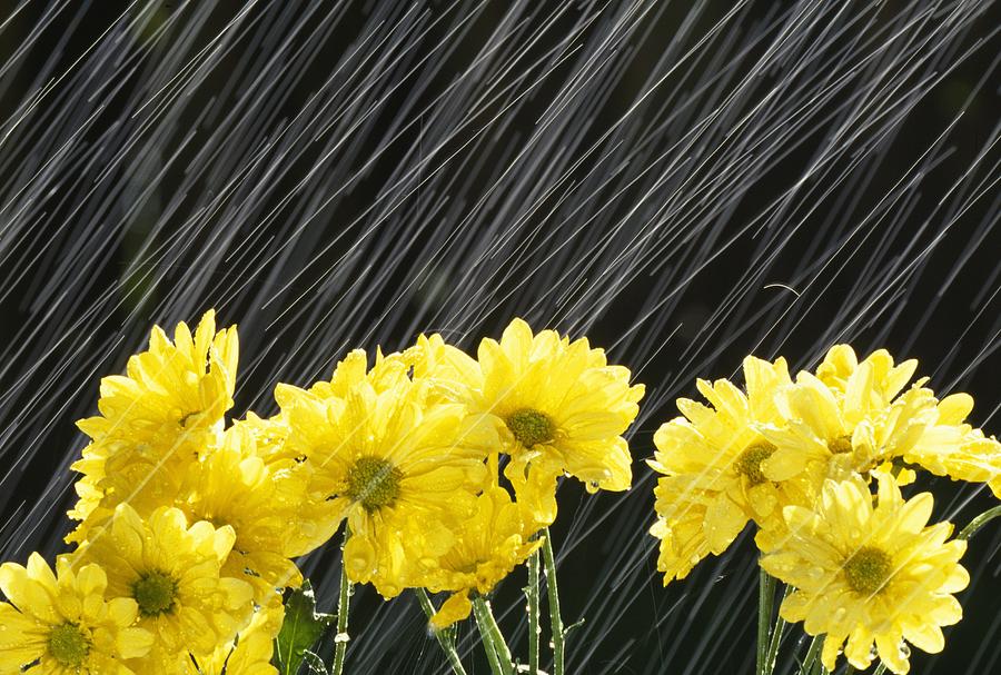 Raining On Yellow Daisies Photograph by Natural Selection Craig Tuttle