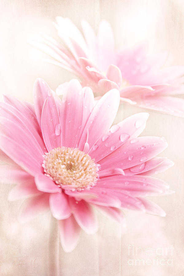 Daisy Photograph - Raining Petals by Sharon Mau