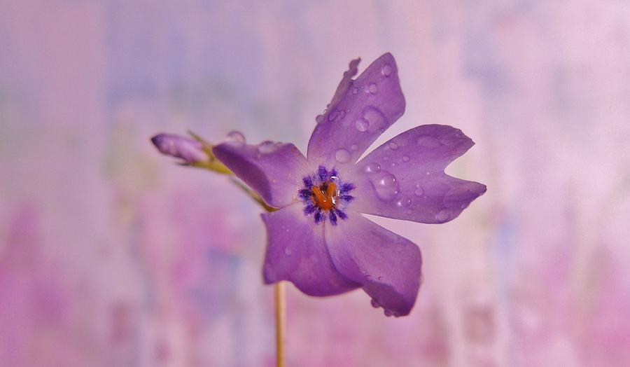 Raining Violet Photograph by Barbara St Jean